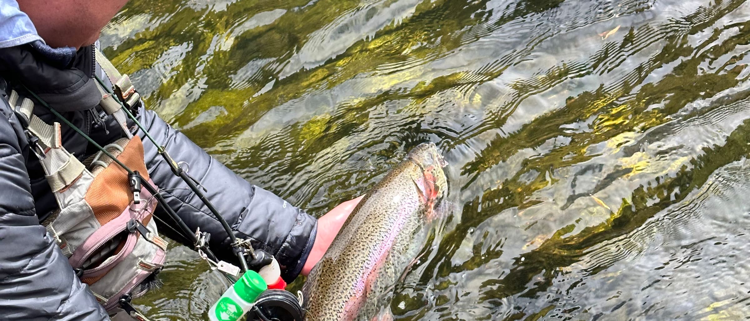 A rainbow trout being released into clear, shallow water.