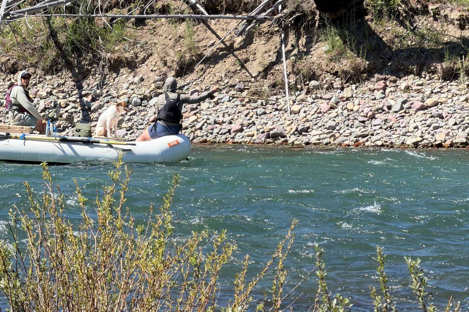 A raft on a Montana river below a bank of standing burned timber, a dog riding on the bow.