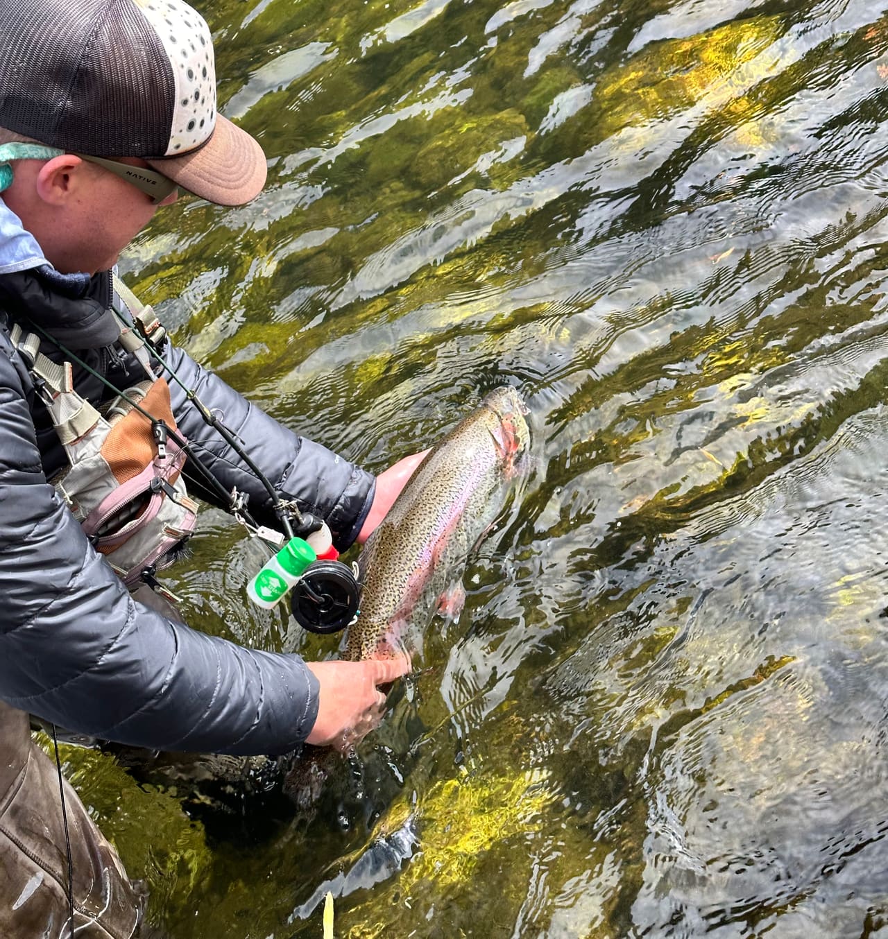 An angler easing a rainbow trout back into clear water, hands wet, fish still in the current.